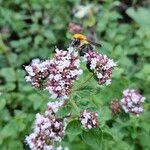 Origanum vulgareЦветок