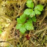 Rubus pedatus Leaf