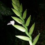 Lemeltonia monadelpha その他の提案