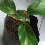 Goeppertia undulata 葉