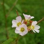 Melochia corchorifolia Blüte