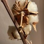 Gossypium herbaceum Mbuma