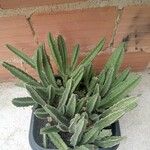 Stapelia gigantea Blad