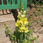 Antirrhinum latifolium