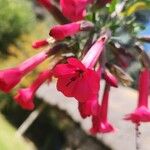 Cantua buxifolia Flower