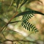 Acacia heterophylla Лист