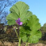 Erodium malacoides Rinde