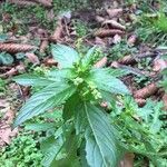 Mercurialis annua Feuille