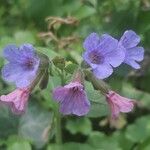 Pulmonaria officinalisKvět