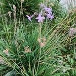 Agapanthus praecoxКветка