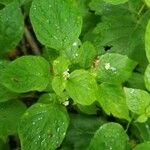 Circaea alpina Leaf