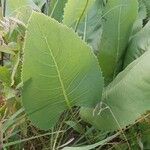 Silphium terebinthinaceum Leaf