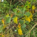 Commiphora baluensis Blatt