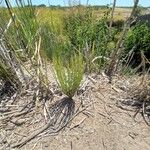 Equisetum giganteum Кара