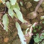 Elaphoglossum hybridum অভ্যাস