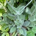 Lychnis coronaria Blatt