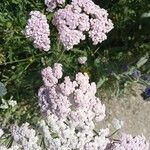 Achillea distansBlomst