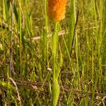 Polygala lutea Habit