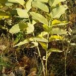 Asclepias speciosa Hoja