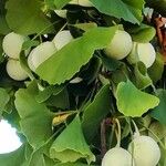 Ginkgo biloba Fruit