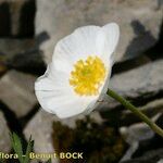 Ranunculus seguieri Flower