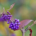 Callicarpa americana ഫലം