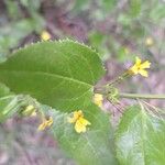Goodenia ovata Blad