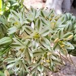 Albuca bracteata फूल