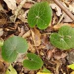 Asarum europaeum Leaf