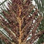 Butia capitata Flor