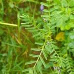 Astragalus crenatus Hábitos