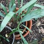 Galanthus elwesii Leaf