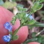 Salvia occidentalis Цветок