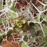 Euphorbia grandicornis Leaf