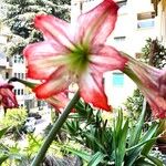 Hippeastrum correiense Flor