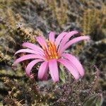 Mutisia hamata Flower