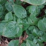 Epimedium alpinum Fuelha