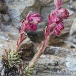 Saxifraga media Habitus