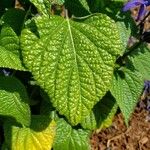 Salvia tiliifolia Leaf