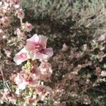 Salsola oppositifolia Flor