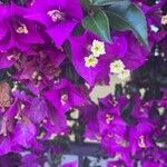 Bougainvillea glabraKvět