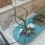 Tillandsia bulbosa Hoja