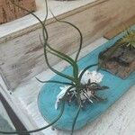 Tillandsia bulbosa 葉