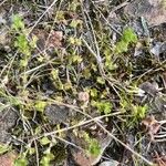 Alchemilla australis Blad