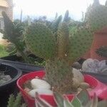 Opuntia basilaris 樹皮