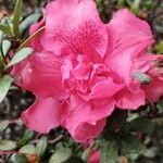 Rhododendron alabamense Цвят
