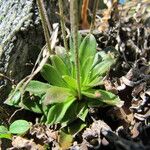 Androsace obtusifolia Mosusu
