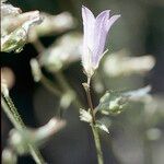 Campanula sibirica Kwiat
