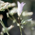 Campanula sibirica 花