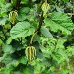 Hibiscus fuscus Лист